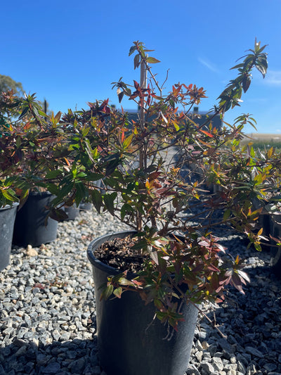 Abelia Grandiflora Nana 200mm Pot for sale Adelaide Plant Co
