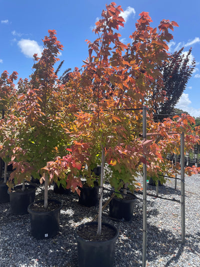Acer Negundo 'Sensation' (Sterile) 500mm Pot for sale Adelaide Plant Co