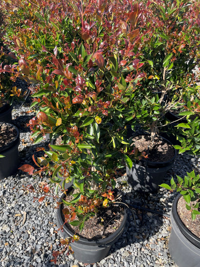 Acmena Smithii 'Firescreen' 400mm Pot for sale Adelaide Plant Co