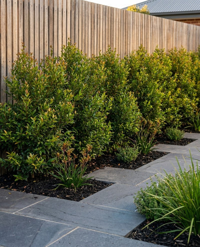 Acmena Smithii Var. Minor planted as a screening row along a boundary fence, softening the fence line in an Adelaide garden.