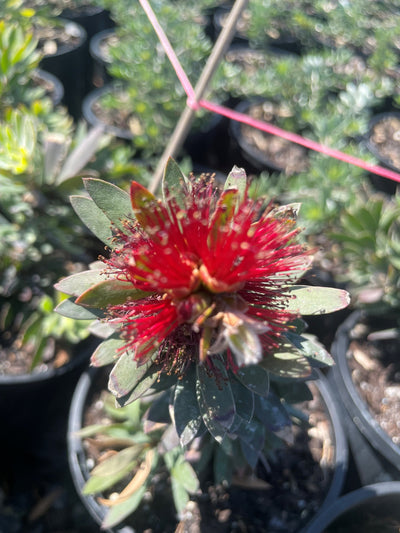 Callistemon Viminalis 'Little John' 140mm Pot for sale Adelaide Plant Co