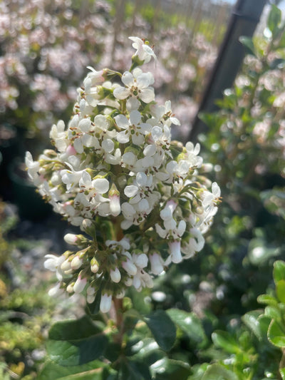 Escallonia 'Iveyi' 140mm Pot for sale Adelaide Plant Co