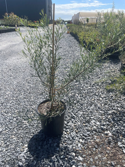 Grevillea hybrid 'Flora Mason' 200mm Pot for sale Adelaide Plant Co