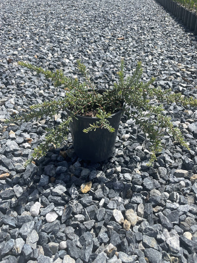 Grevillea lanigera 'Winter Delight' 140mm Pot for sale Adelaide Plant Co