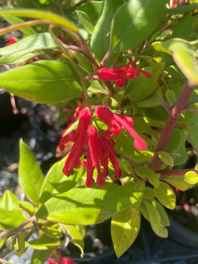 Grevillea Rhyolitica 'Deua Flame' 140mm Pot for sale Adelaide Plant Co