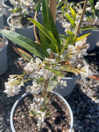 Hardenbergia Violacea Edna Walling 'Snow White' 140mm Pot for sale Adelaide Plant Co