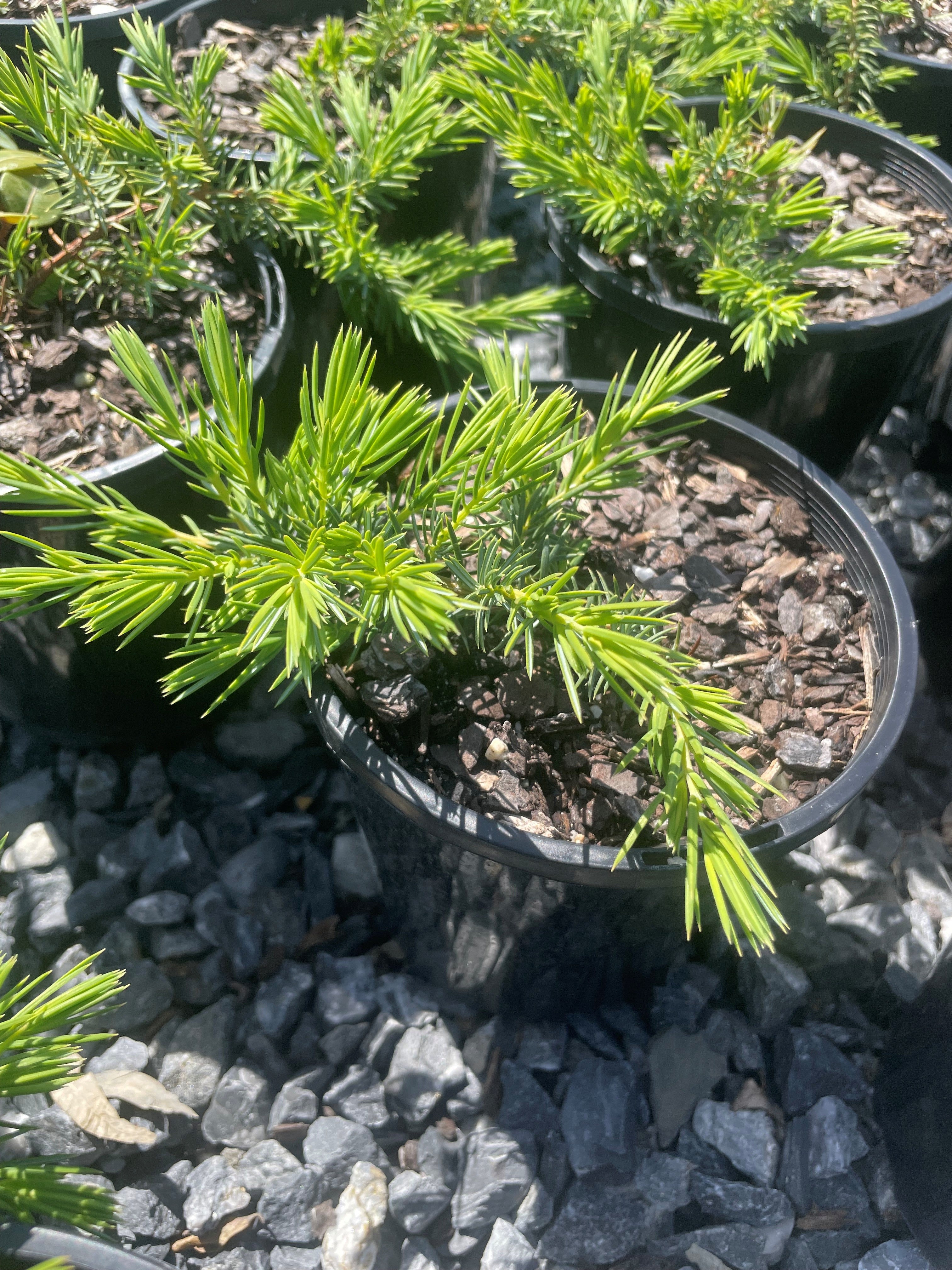 Buy Juniperus conferta Shore Juniper Japanese