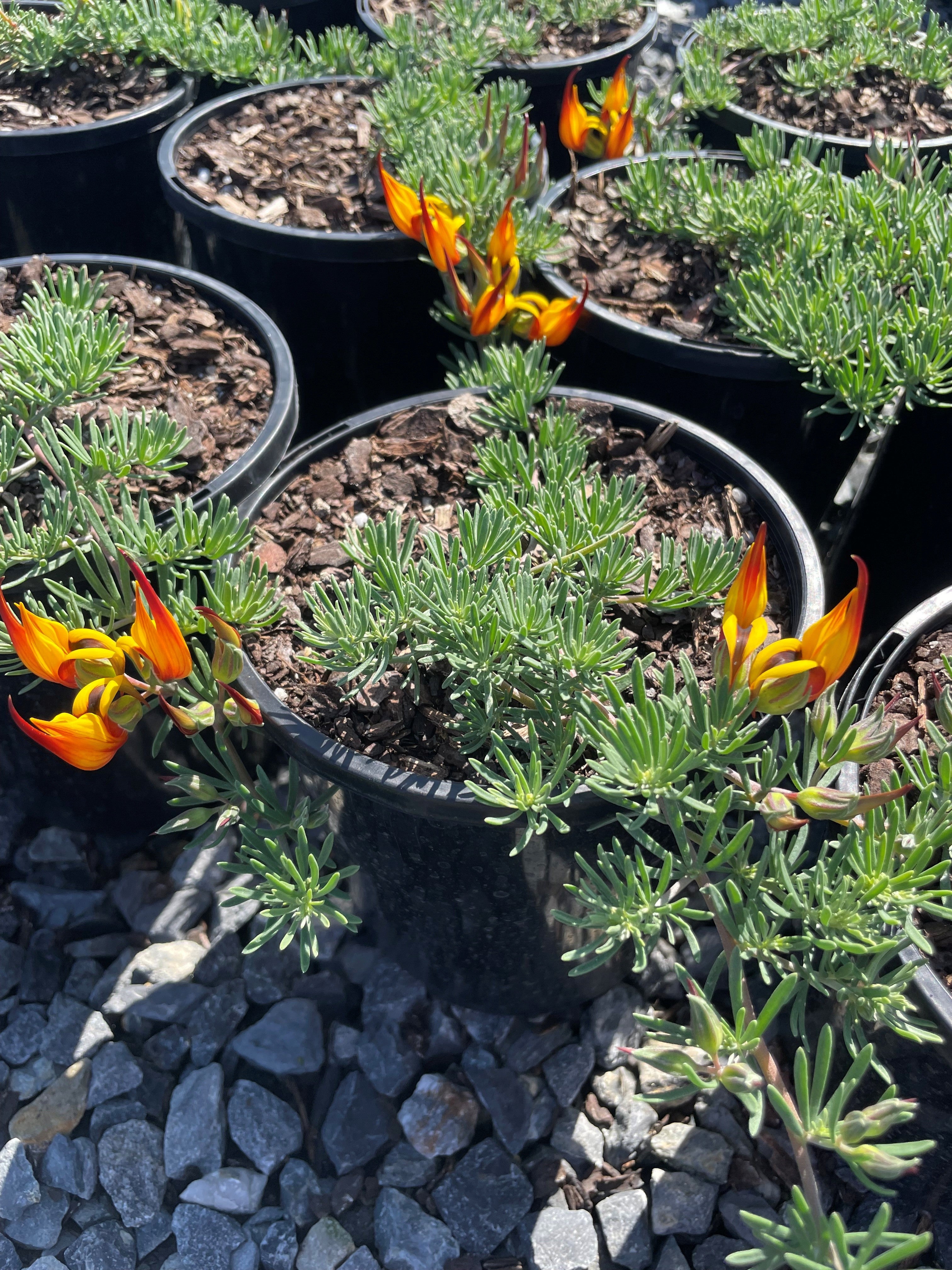 lotus berthelotii plant Buy Lotus Berthelotii 'Gold Flash' Parrot's Peak