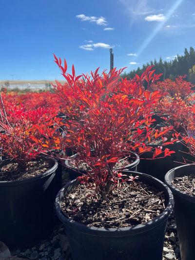 Nandina Domestica 'Moon Bay' 200mm Pot for sale Adelaide Plant Co