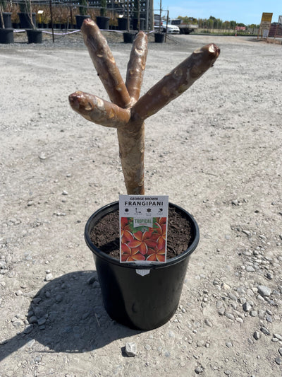 Plumeria George Brown 200mm Pot for sale Adelaide Plant Co