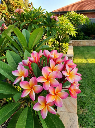 Plumeria Tri Colour 90L Pot for sale Adelaide Plant Co