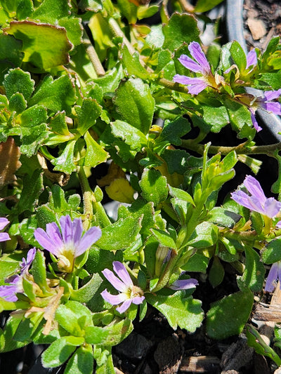 Scaevola albida 'Mauve Clusters' 140mm Pot for sale Adelaide Plant Co