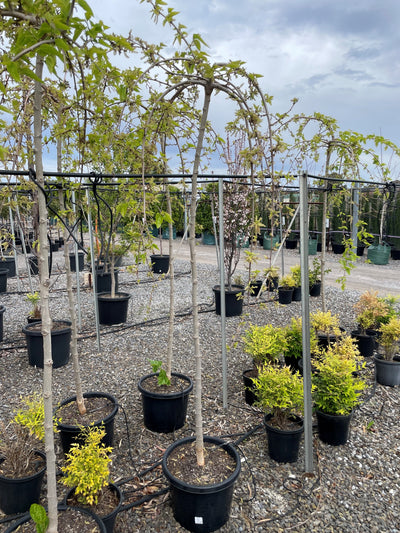 STANDARD / Morus alba 'Chaparral' 400mm Pot for sale Adelaide Plant Co