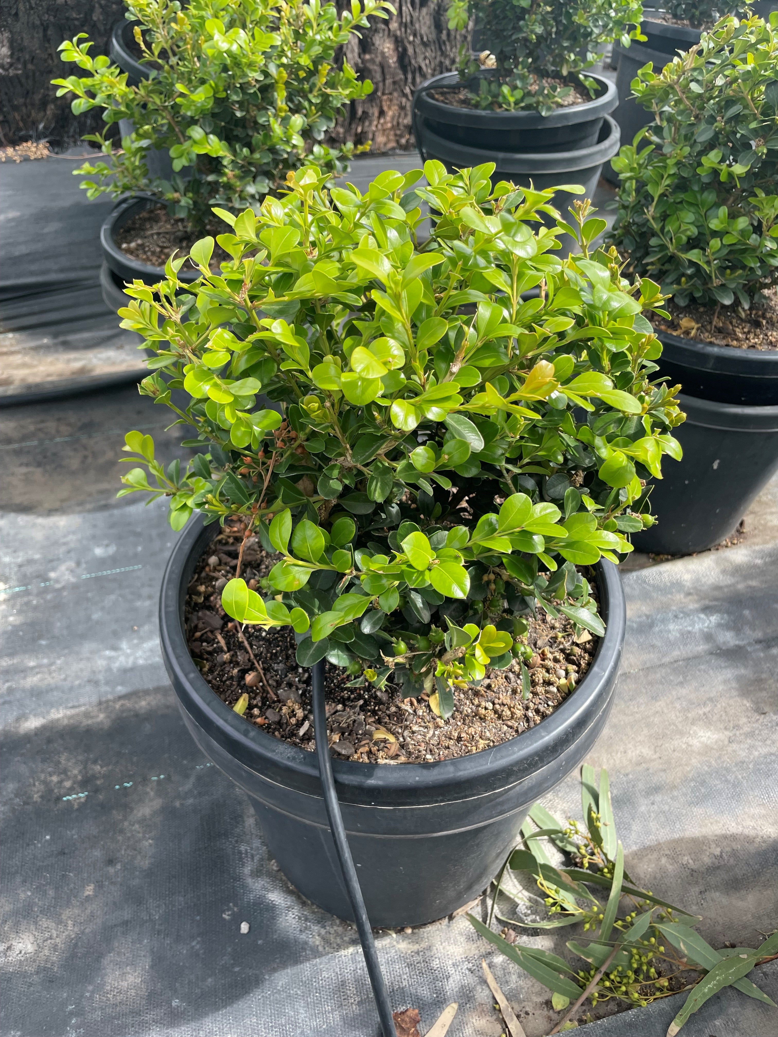 planting buxus in pots Buy TOPIARY / Buxus microphylla var. Japonica (Sphere)