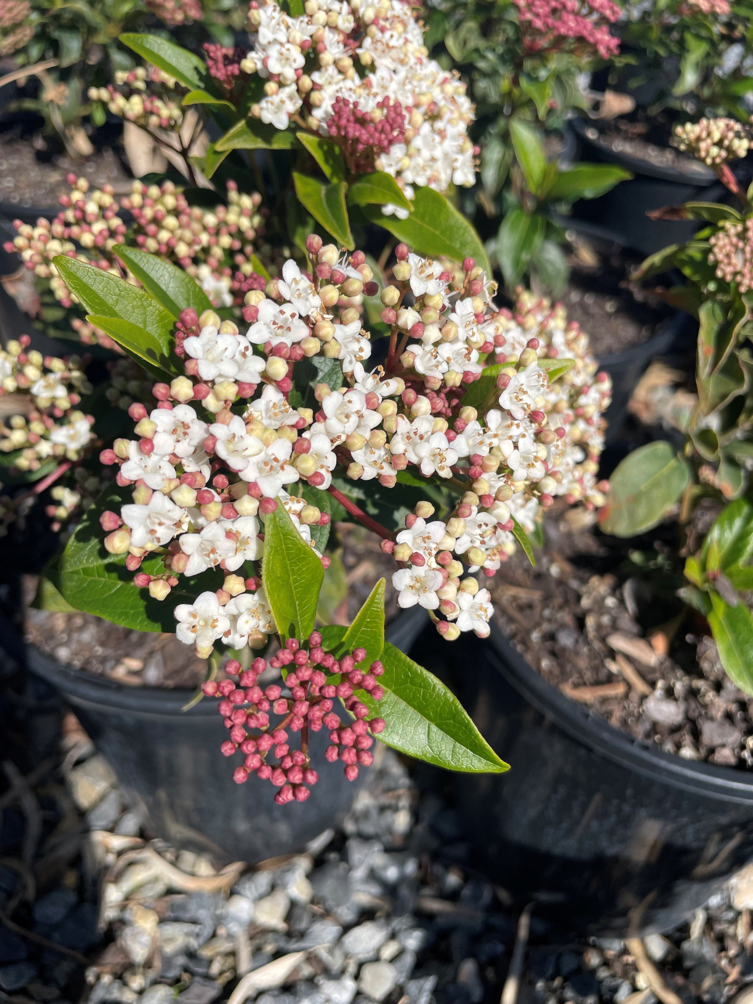 Buy Viburnum Tinus Laurustinus Lauristinis