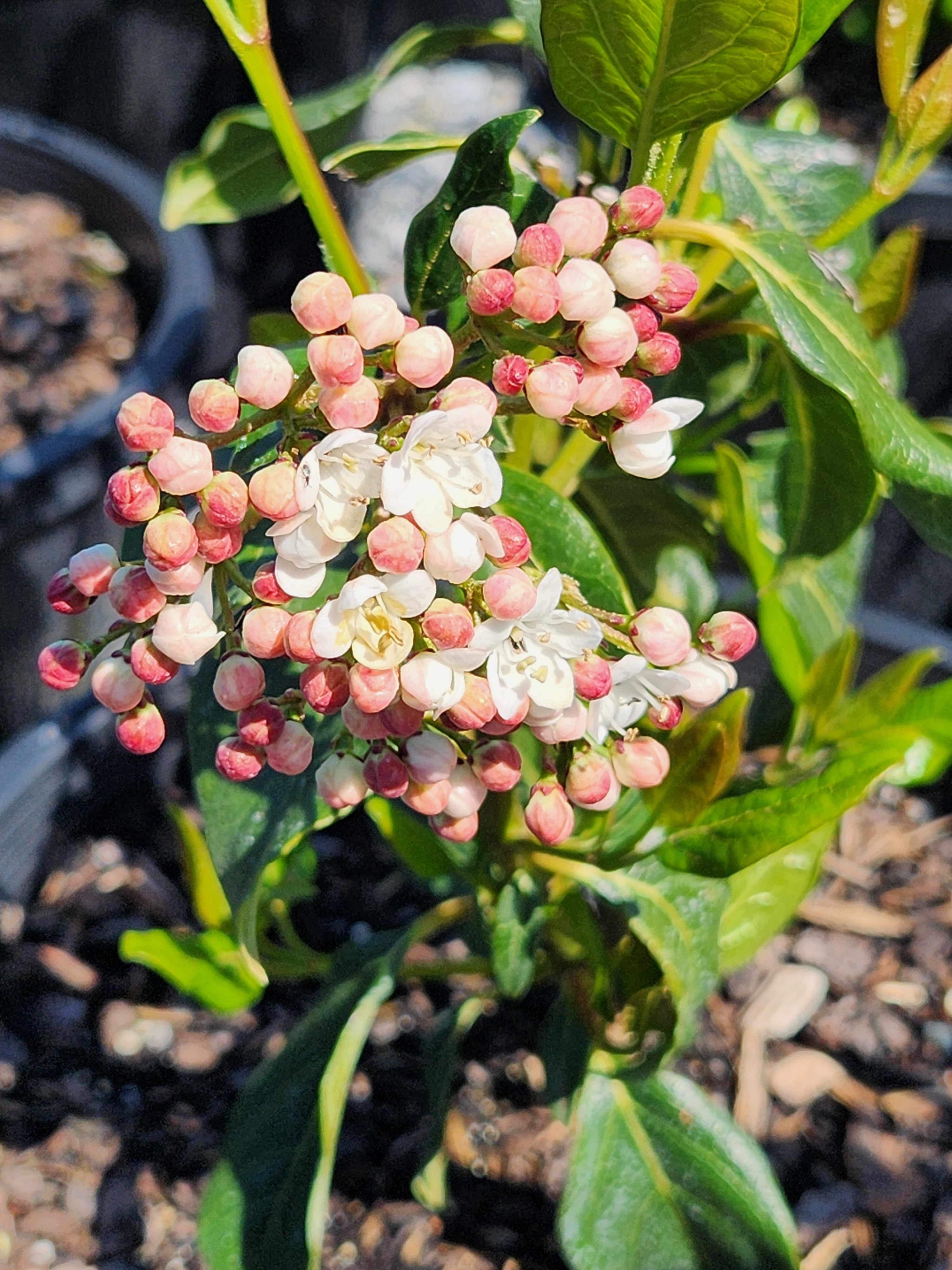 Buy Viburnum tinus Lucidum Laurustinus