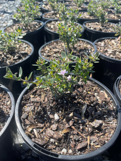 Westringia hybrid 'Ozbreed Aussie Box' for sale Adelaide Plant Co