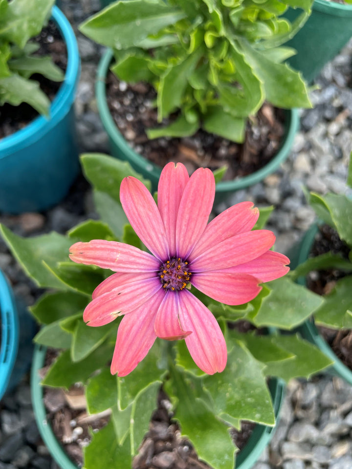 Osteospermum ecklonis &