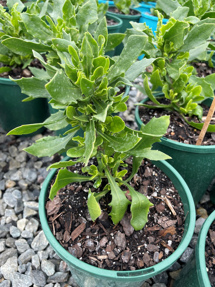 Osteospermum ecklonis &