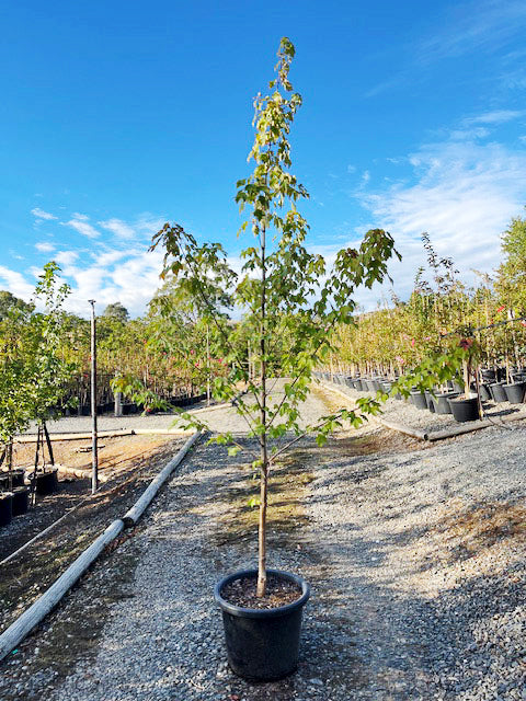 Acer rubrum &