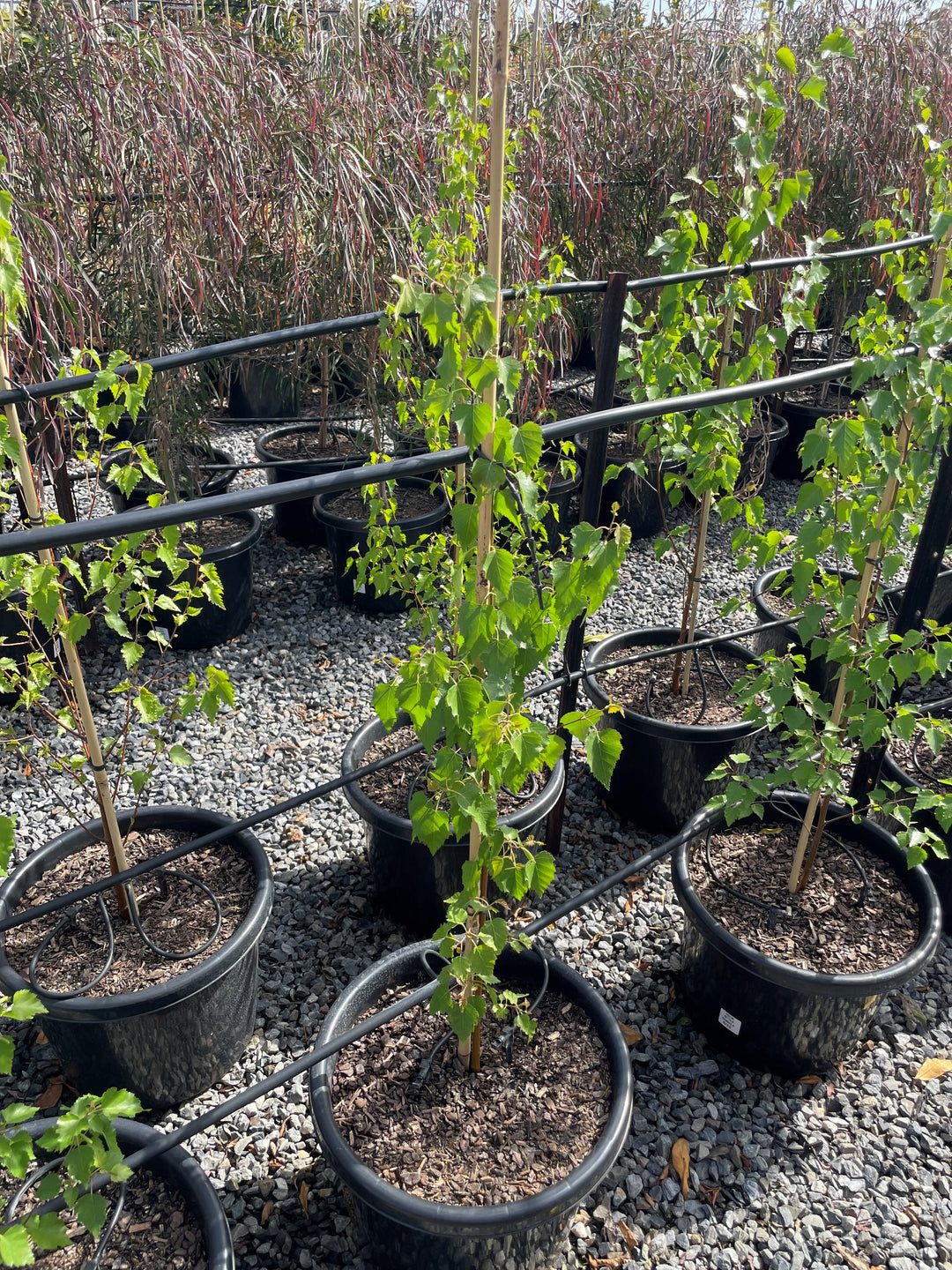 Betula Pendula 'Moss White'