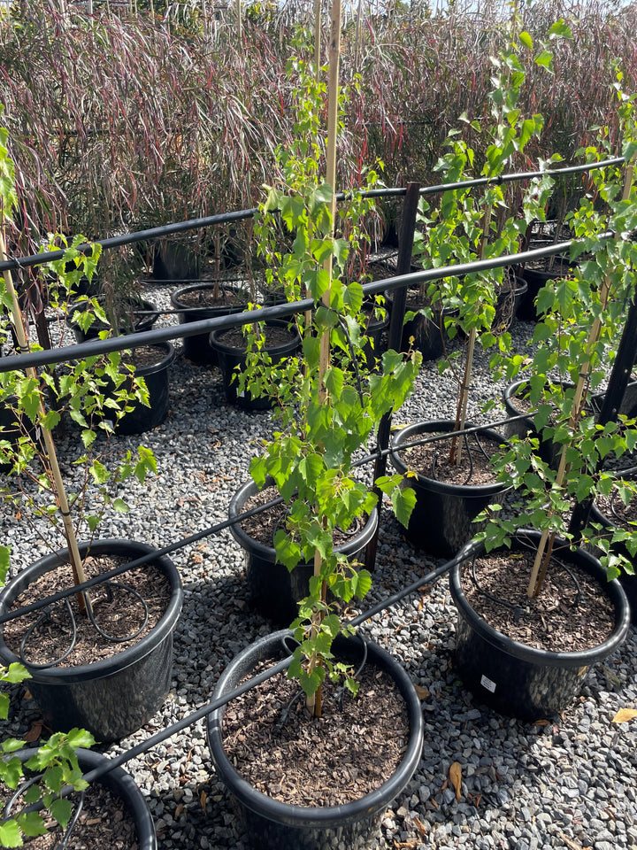 Betula Pendula 'Moss White'