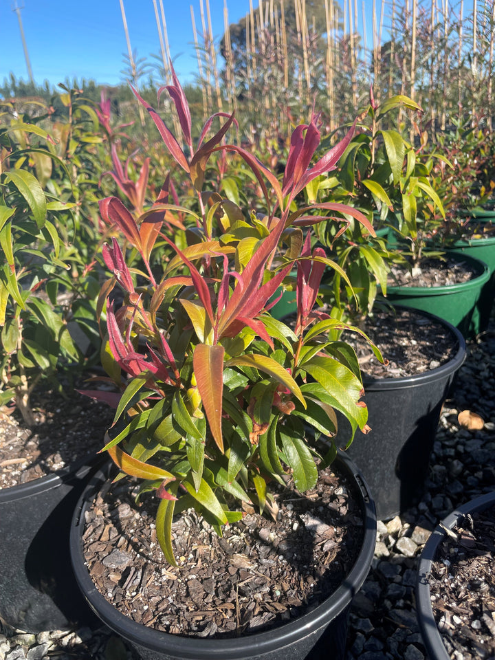 Callistemon Salignus 'Great Balls of Fire'