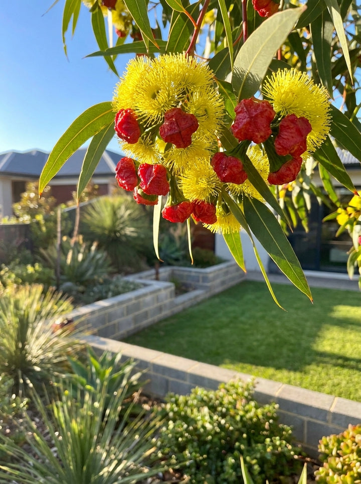 Eucalyptus Erythrocorys 200mm Pot for sale Adelaide Plant Co