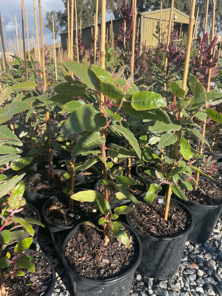 Eucalyptus Erythrocorys 200mm Pot for sale Adelaide Plant Co
