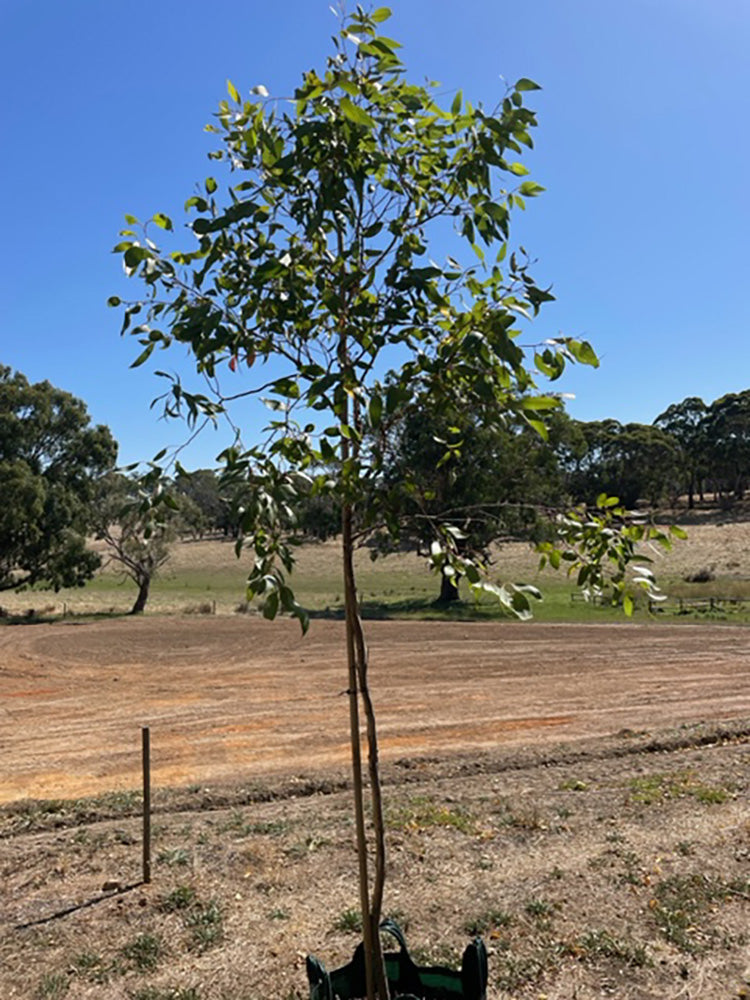 Eucalyptus leucoxylon 100L Grow Bag for sale Adelaide Plant Co