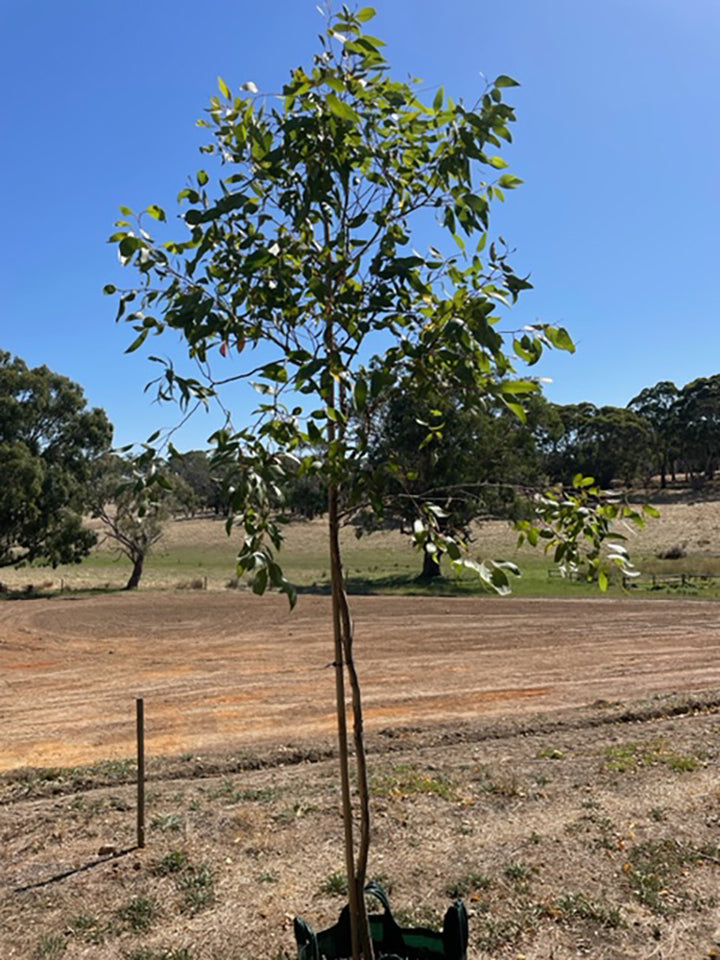 Eucalyptus leucoxylon 100L Grow Bag for sale Adelaide Plant Co