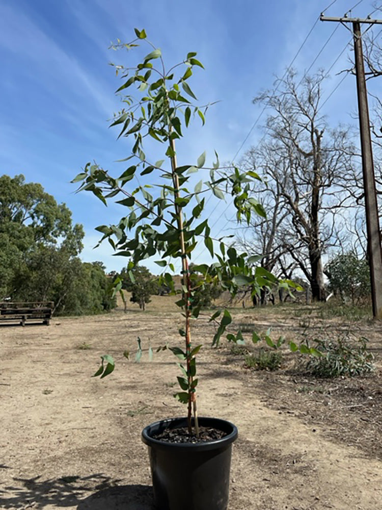 Eucalyptus leucoxylon 400mm Pot for sale Adelaide Plant Co