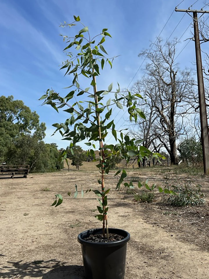 Eucalyptus leucoxylon 400mm Pot for sale Adelaide Plant Co