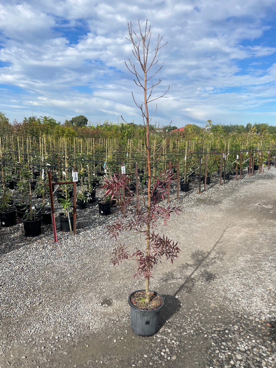 Fraxinus Angustifgolia &