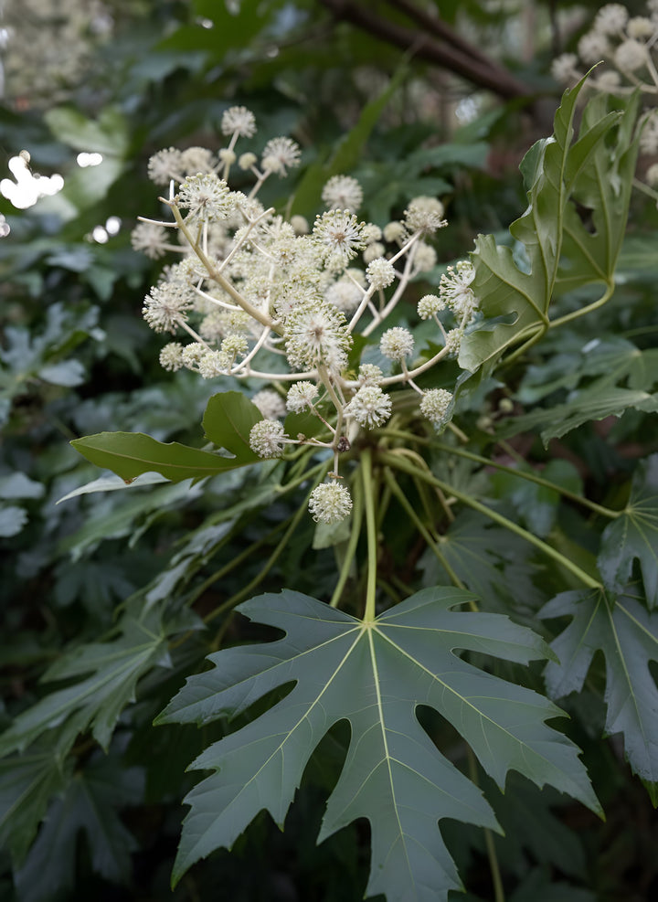 Fatsia Japonica 140mm for sale Adelaide Plant Co