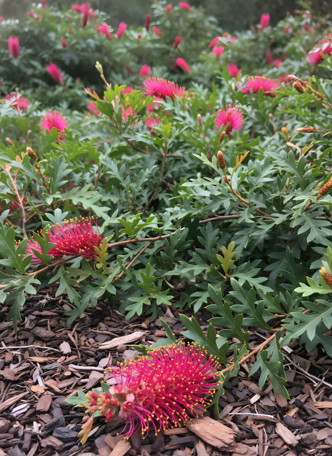 Grevillea 'Bronze Rambler' 140mm Pot for sale Adelaide Plant Co