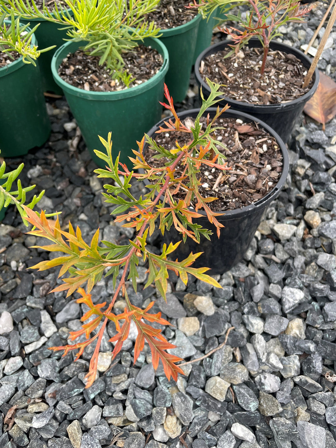Grevillea &