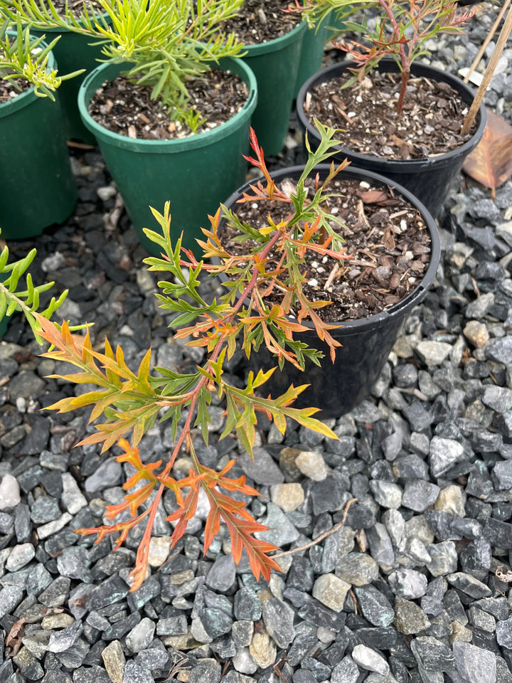Grevillea &