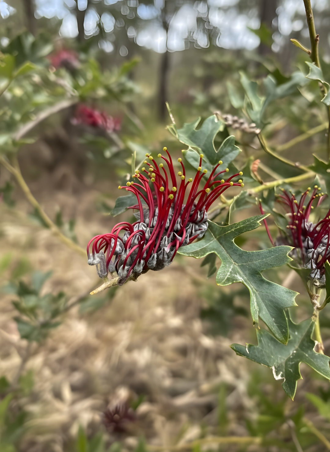 STANDARD / Grevillea 'Black Shiraz' 300mm for sale Adelaide Plant Co