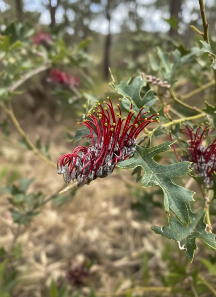 STANDARD / Grevillea &