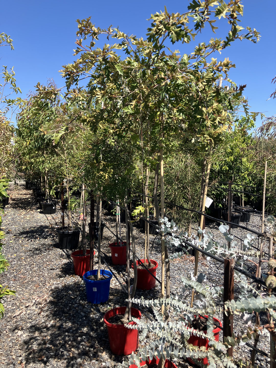 STANDARD / Grevillea &