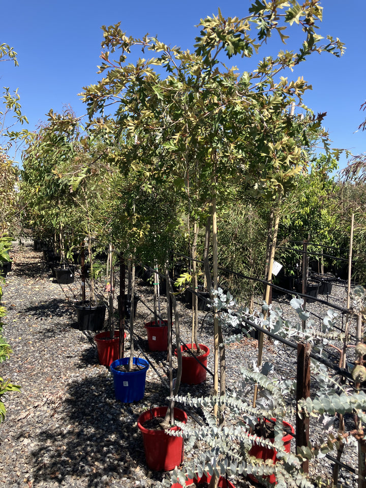 STANDARD / Grevillea &