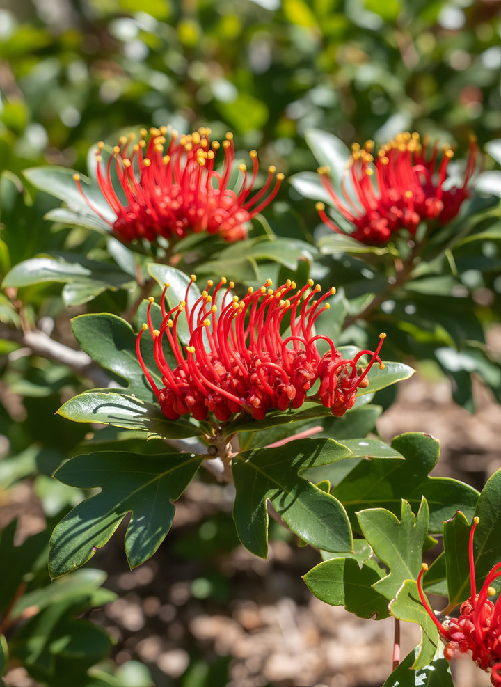 STANDARD / Grevillea &