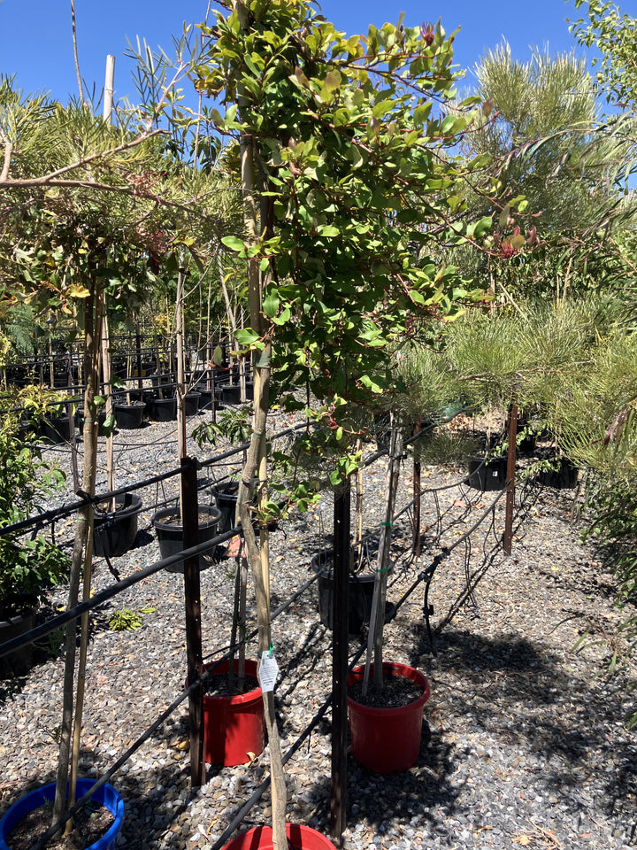 STANDARD / Grevillea &