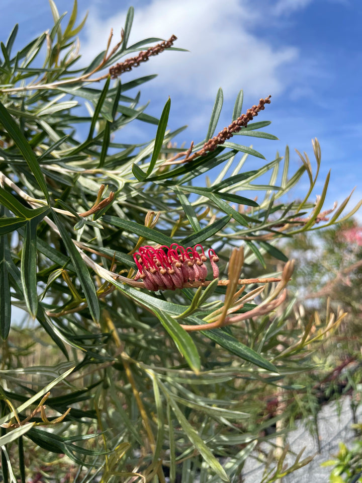 STANDARD / Grevillea &