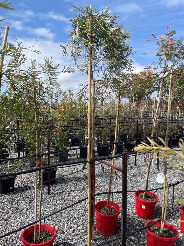 STANDARD / Grevillea &