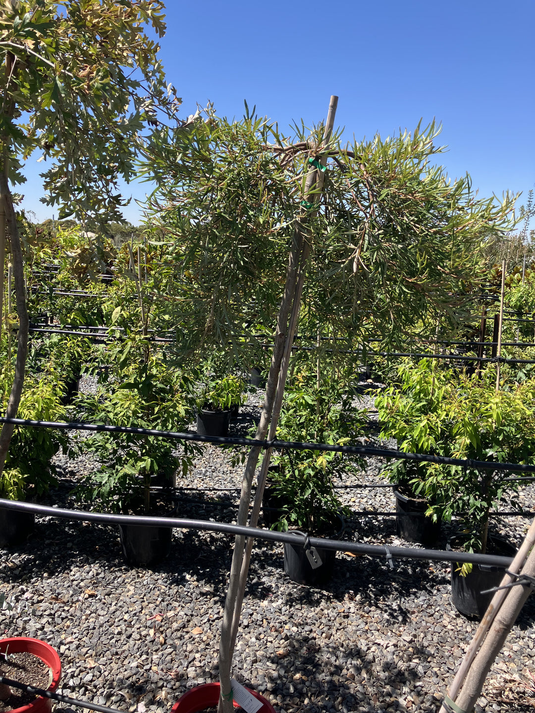 STANDARD / Grevillea &