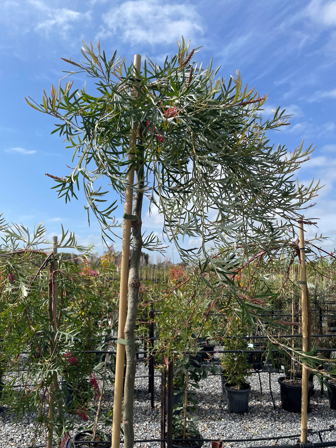 STANDARD / Grevillea &
