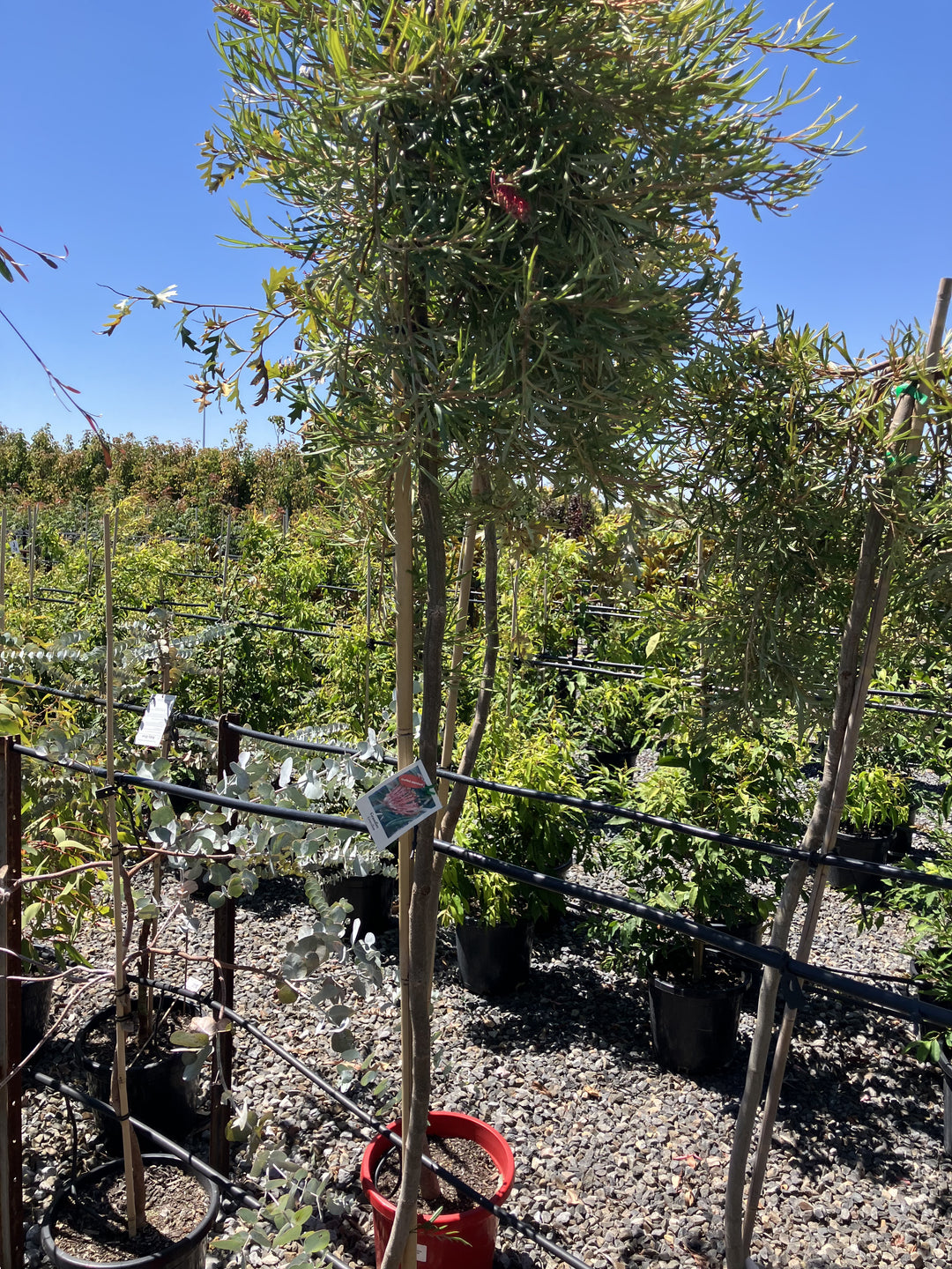STANDARD / Grevillea &