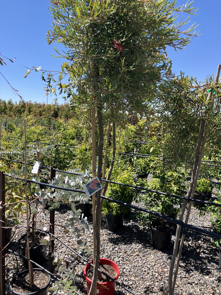 STANDARD / Grevillea &